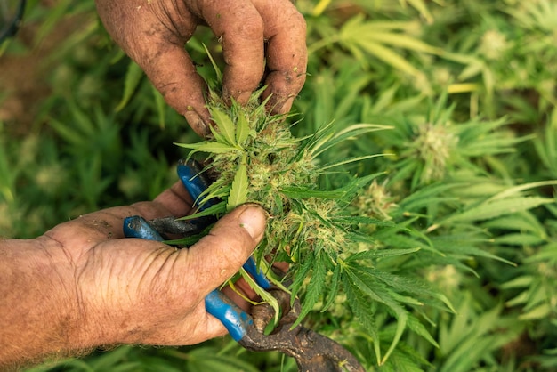 Agriculteur contrôlant la qualité des plantes femelles de cannabis Sativa de Marijuana en fleurs avec CBD