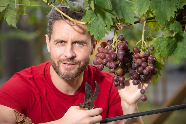 Agriculteur coupant des raisins dans le vignoble homme cueillant des raisins de cuve sur la vigne dans le vignoble récolte de raisins