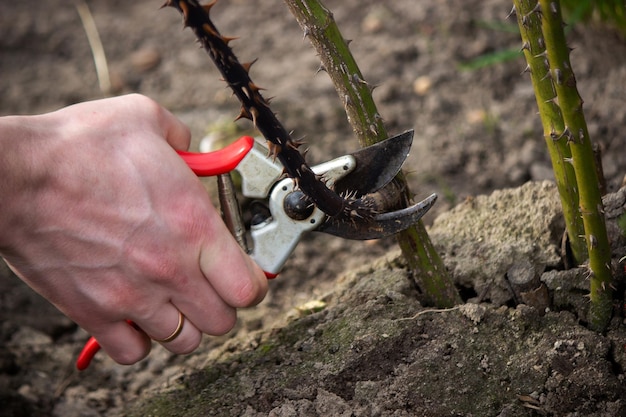 Un agriculteur coupe des branches sèches d'un rosier