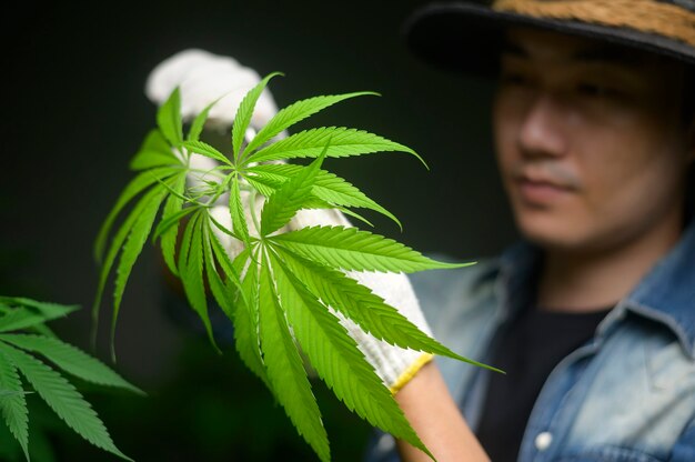 L'agriculteur coupe ou coupe le dessus du cannabis dans une ferme légalisée.