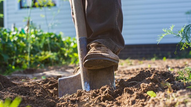 L'agriculteur creuse le sol dans le potager Préparer le sol pour planter des légumes Concept de jardinage Travail agricole sur la plantation