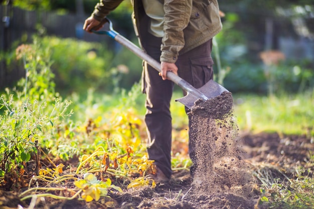 L'agriculteur creuse le sol dans le potager Préparer le sol pour planter des légumes Concept de jardinage Travail agricole sur la plantation