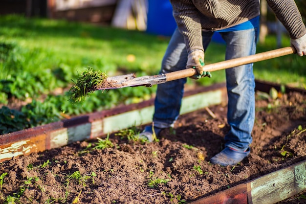 L'agriculteur creuse le sol dans le potager Préparer le sol pour planter des légumes Concept de jardinage Travail agricole sur la plantation