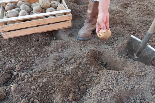 Un agriculteur creuse un trou avec une pelle pour planter des pommes de terre. Une boîte de pommes de terre floue au premier plan.