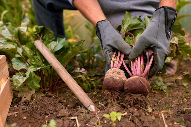 Agriculteur cueillant des légumes dans son jardin Mise au point sélective Nourriture