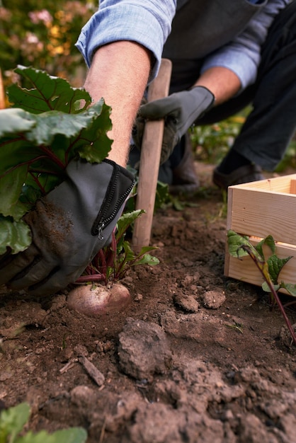 Agriculteur cueillant des légumes dans son jardin Mise au point sélective Nourriture