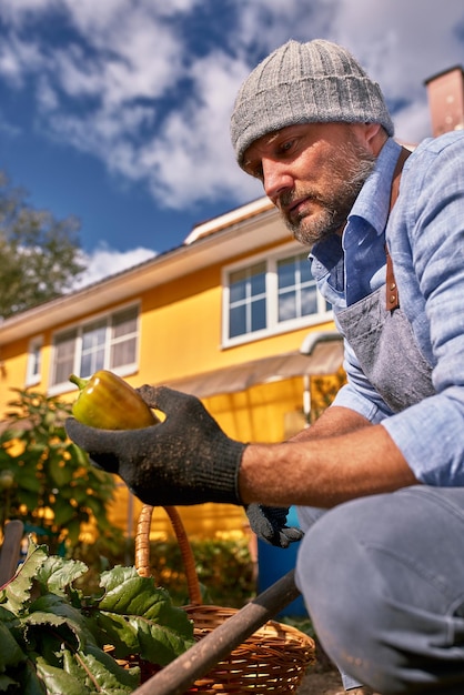 Agriculteur cueillant des légumes dans son jardin Mise au point sélective Nourriture