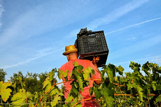 Photo agriculteur cueillant des raisins aux vendanges