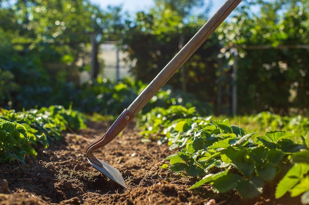 Agriculteur cultivant des terres dans le jardin avec des outils à main Ameublissement du sol Concept de jardinage Travail agricole sur la plantation