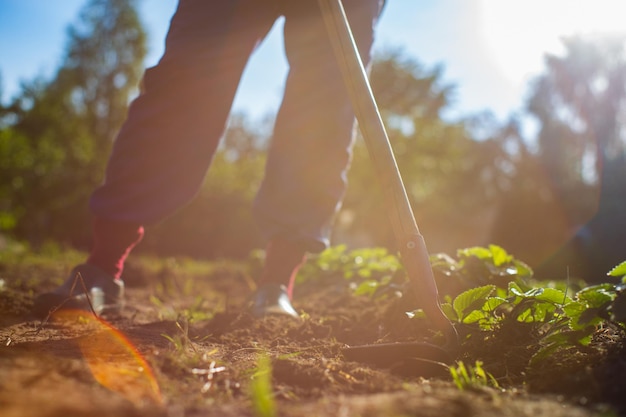 Agriculteur cultivant des terres dans le jardin avec des outils à main Ameublissement du sol Concept de jardinage Travail agricole sur la plantation