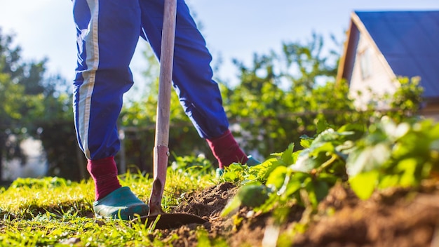 Agriculteur cultivant des terres dans le jardin avec des outils à main Ameublissement du sol Concept de jardinage Travail agricole sur la plantation