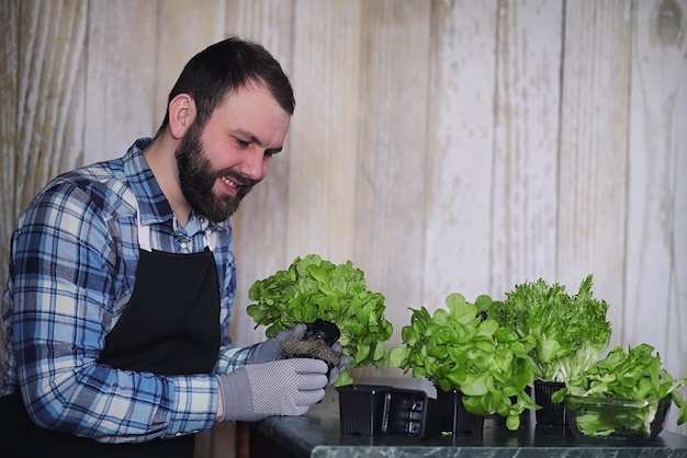 L'agriculteur cultive des feuilles de laitue fraîches pour la préparation de plats savoureux