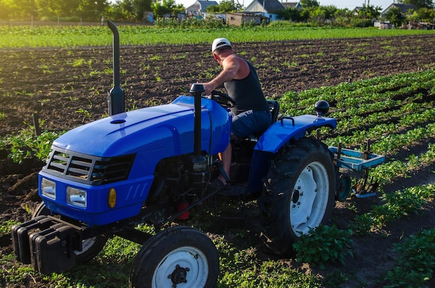 Un agriculteur cultive une plantation de pommes de terre. Jeunes arbustes de patates. Agroindustrie et agribusiness. Machineries agricoles. Soins aux cultures. Amélioration de la qualité du sol.