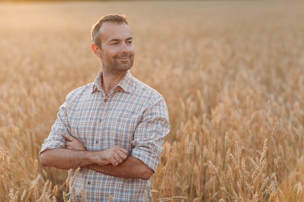 Agriculteur dans le champ de blé au coucher du soleil. L'agriculture et la récolte agricole,