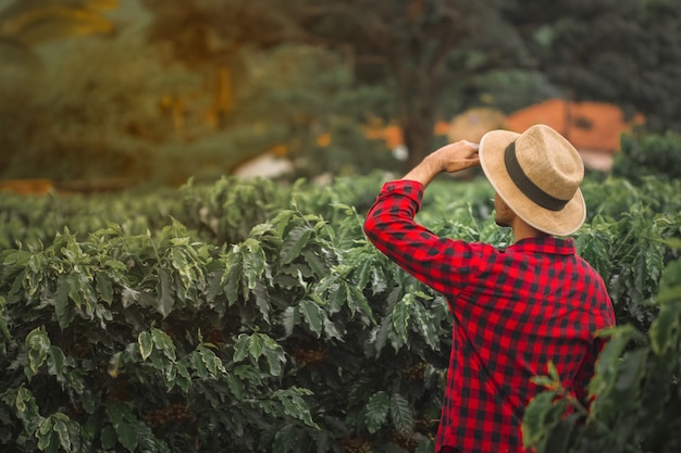 Agriculteur dans un champ de café de blé