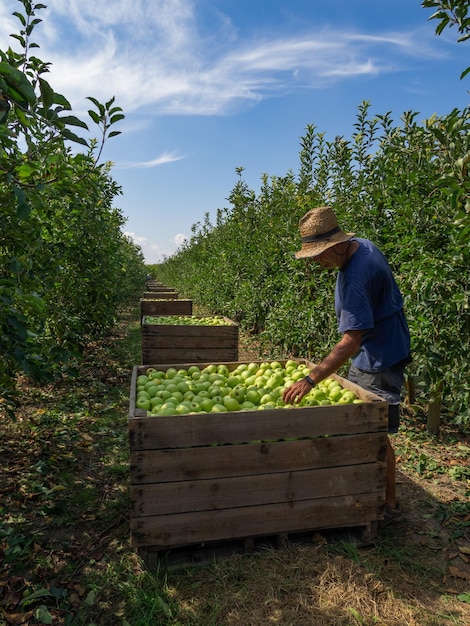 Agriculteur dans un champ cueillant des pommes dans des contenants en bois Récolte d'automne