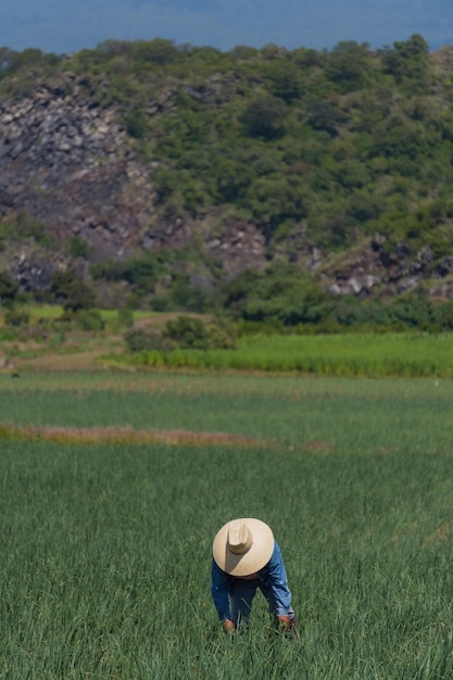 Agriculteur dans un champ d'oignons