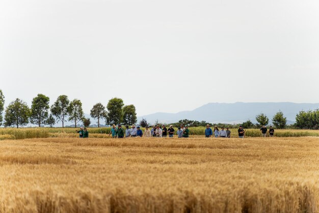 Photo agriculteur dans un champ de récolte agriculture dans un champ d'élevage de grains et de céréales