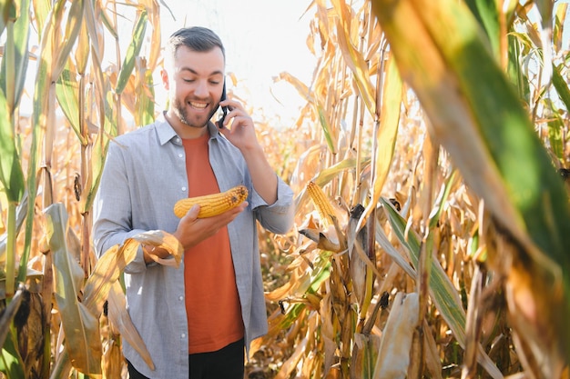 Agriculteur dans le champ vérifiant les épis de maïs