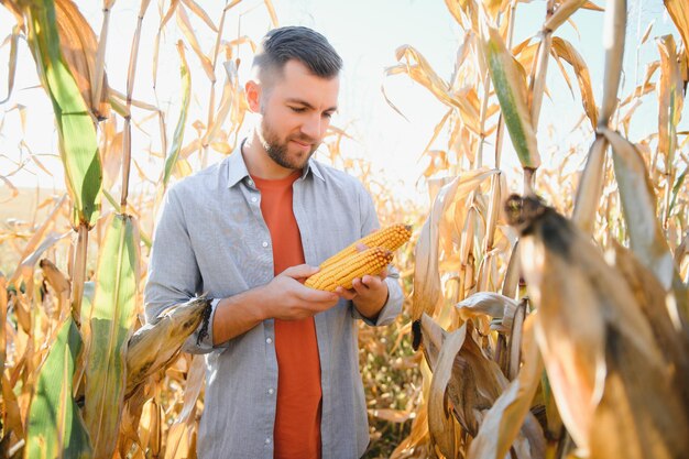 Agriculteur dans le champ vérifiant les épis de maïs