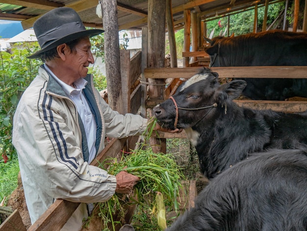 Agriculteur dans une ferme biologique dans les montagnes de Cusco