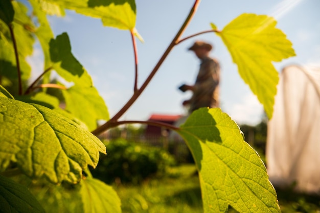 Photo agriculteur dans le jardin de la ferme parmi les plantes et les lits concept de jardinage travail saisonnier agricole sur la plantation