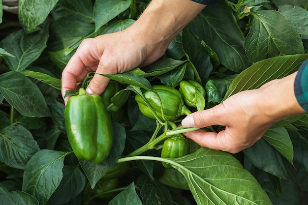 Un agriculteur dans le jardin vérifie les poivrons pour les parasites