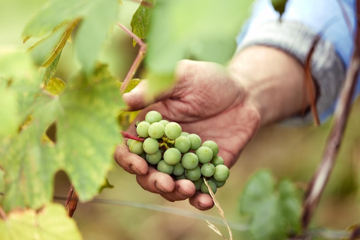 Photo l'agriculteur dans sa vigne contrôle et protège ses produits les raisins dans la ferme et le produit pour le vin