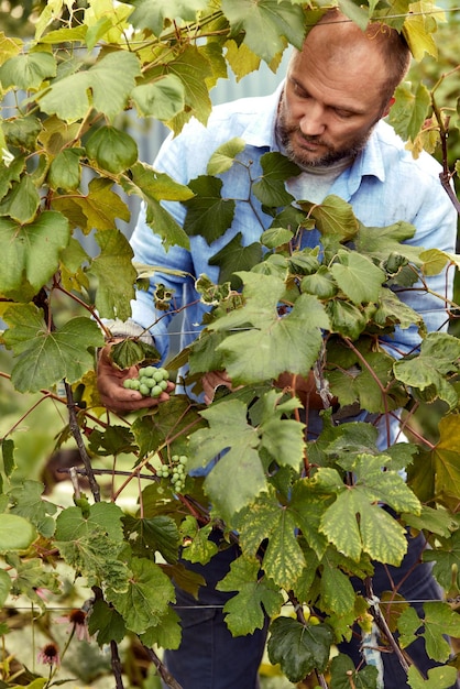 Agriculteur dans son vignoble vérifiant et protégeant ses produits raisins dans la ferme et produit pour le vin