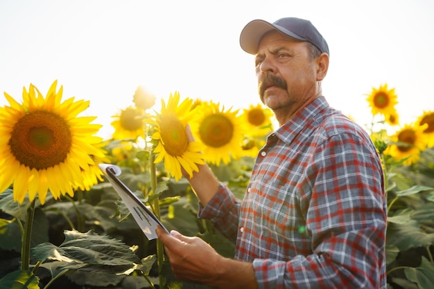 Agriculteur debout dans un champ de tournesol regardant les graines de tournesol Récolte du concept d'agriculture biologique