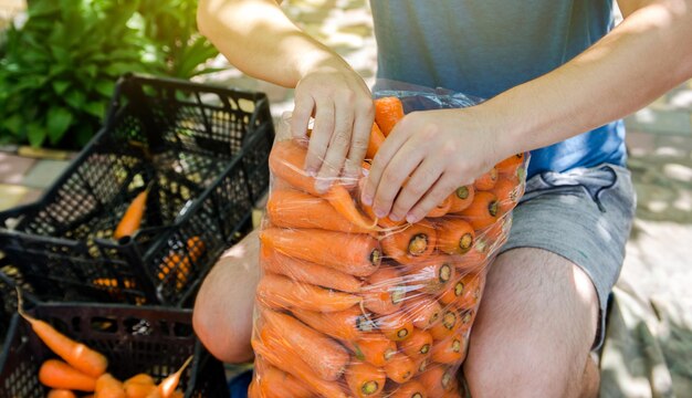 Un agriculteur emballe des carottes fraîchement cueillies dans des sacs à vendre