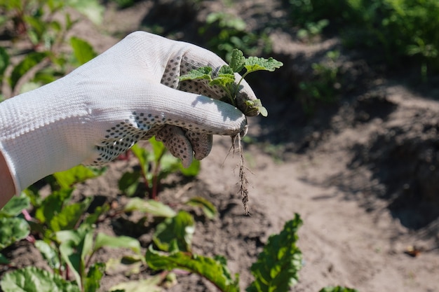 L'agriculteur enlève les mauvaises herbes