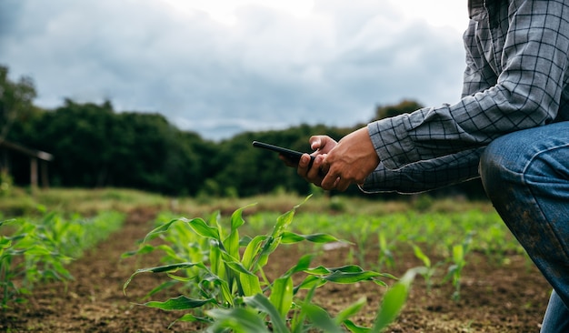 L'agriculteur enregistre les données des jeunes pousses de maïs par téléphone intelligent, concept d'agriculture de récolte et de culture.
