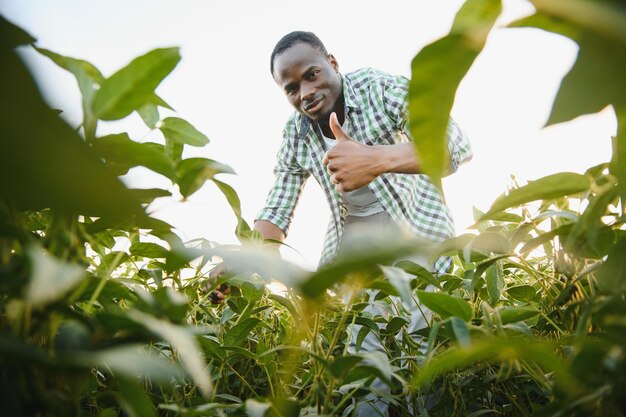 L'agriculteur est debout dans son champ de soja en pleine croissance. Il est satisfait du bon progrès des plantes.