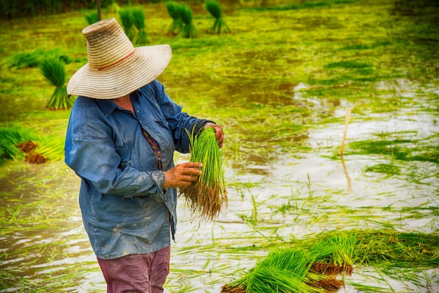 Un agriculteur est retiré des semis dans une rizière