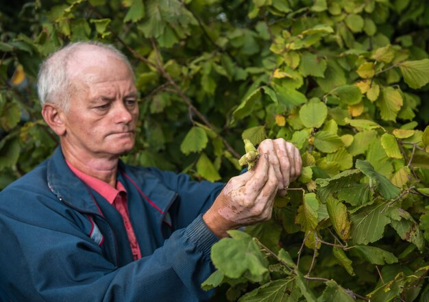 Agriculteur examinant des noisettes fraîches dans le jardin