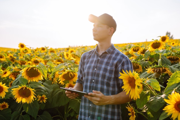 Agriculteur examinant la récolte dans le champ de tournesol Récolte du concept d'agriculture biologique