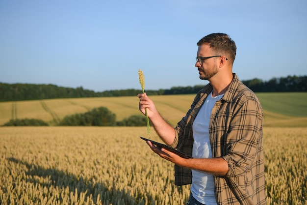 Agriculteur examinant les récoltes accroupi dans la ferme de blé