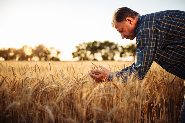 Un agriculteur examine la qualité de la nouvelle récolte de céréales au milieu du champ de blé