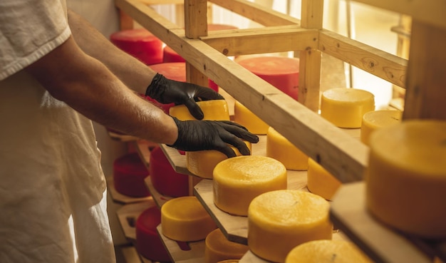 L'agriculteur en gants retourne les têtes de fromage dans le stockage de maturation du fromage Production de fromages et de produits laitiers