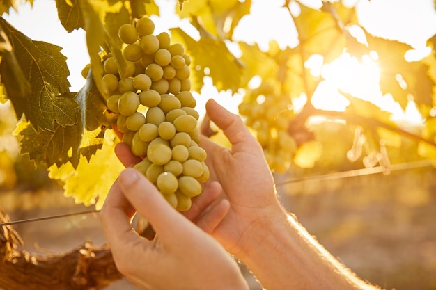 Agriculteur avec grappe de raisin dans le jardin