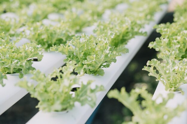 Agriculteur homme et femme à l'aide d'un ordinateur portable examinant la qualité des légumes hydroponiques à la serre Concept de légumes aliments santé Ferme intelligente utilisant la technologie en croissance