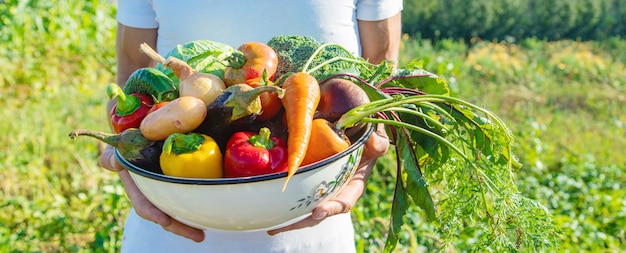 Agriculteur homme avec des légumes faits maison dans ses mains. Mise au point sélective.