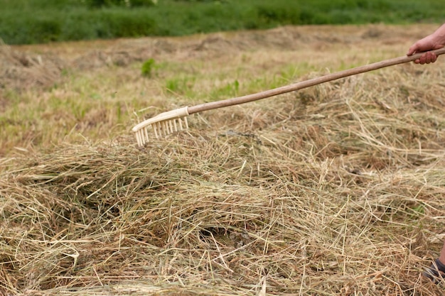 Agriculteur homme transforme le foin avec une fourche à foin