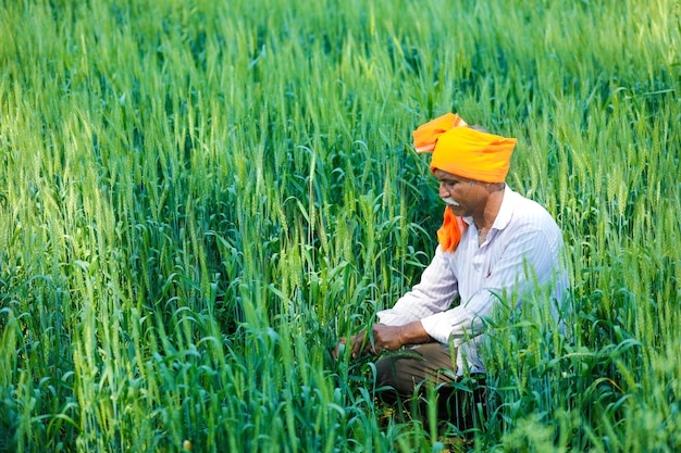 Agriculteur indien au champ de blé doré