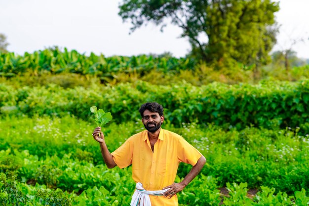 Agriculteur indien au champ de légumes