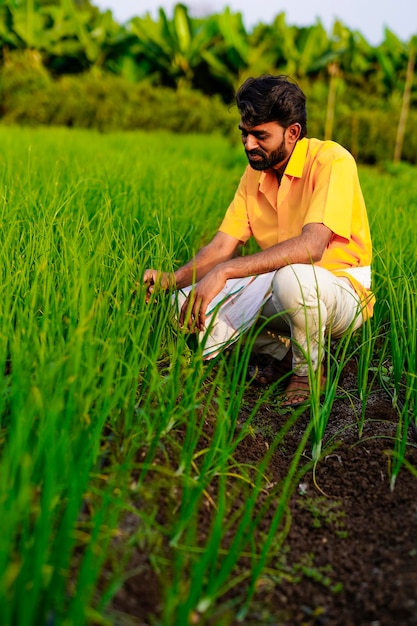 Agriculteur indien au champ de légumes