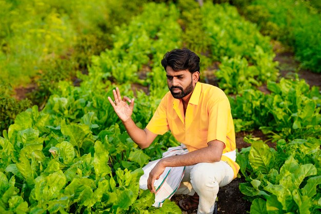 Agriculteur indien au champ de légumes