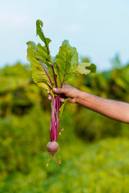 Agriculteur indien au champ de légumes
