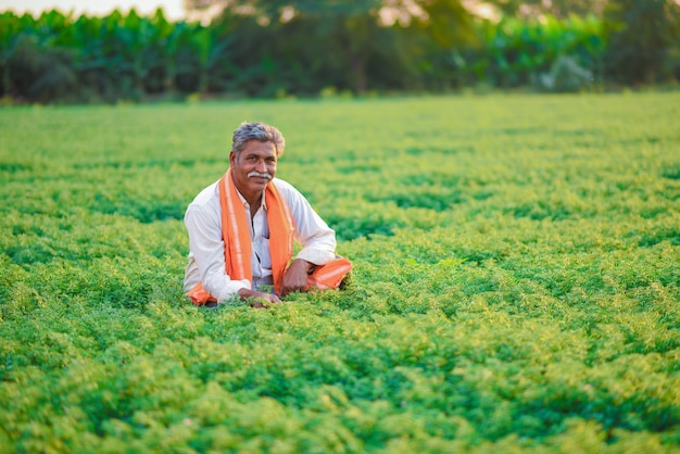 Agriculteur indien dans le champ de pois chiches